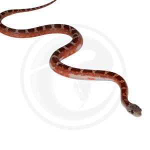 Bloodred Masque Pied Sided White Head