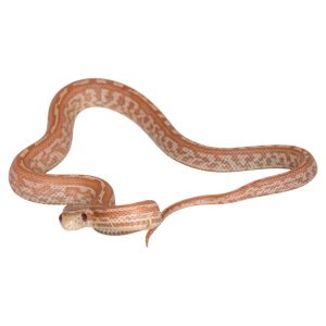 Ultramel Tessera Hypo Lavender