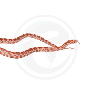 Amelanistic Miami Motley