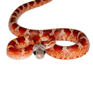 Bloodred Masque Pied Sided White Head (heterochromia)