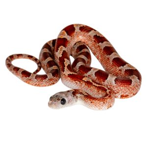 Bloodred Masque Pied Sided White Head